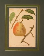 FH 38 - Triumph de Jodoigne pear